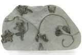 Fossil Crinoid Plate (Nine Species) - Crawfordsville, Indiana #231996-1